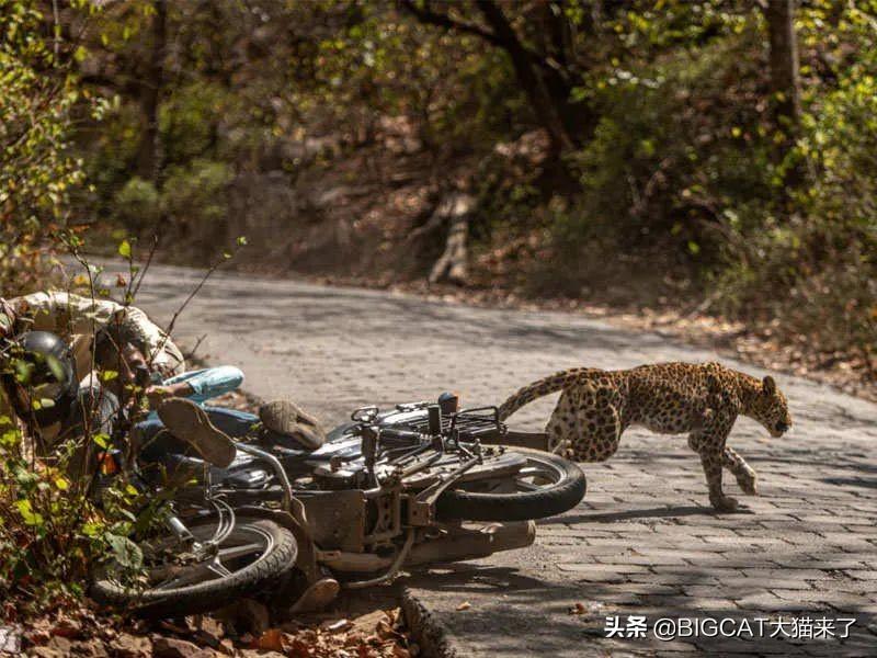 撞击虎，探索与解析SEO的奥秘，探索与解析SEO奥秘，撞击虎之旅