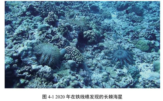 铁线礁，探索与优化的SEO奥秘，铁线礁，深度探索与优化SEO的奥秘